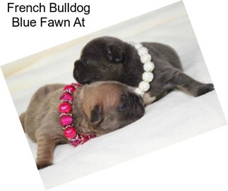 French Bulldog Blue Fawn At