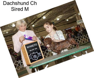 Dachshund Ch Sired M