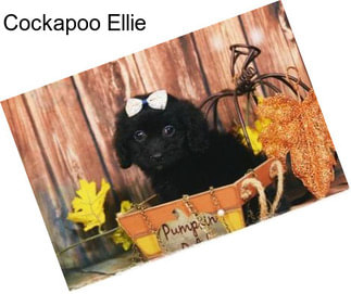 Cockapoo Ellie