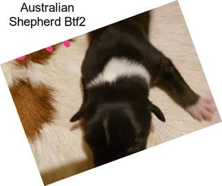 Australian Shepherd Btf2