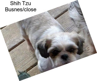 Shih Tzu Busnes/close