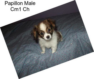 Papillon Male Cm1 Ch