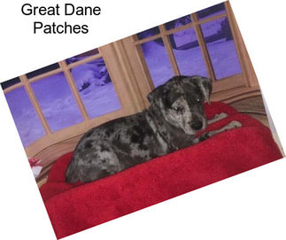 Great Dane Patches