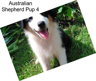 Australian Shepherd Pup 4