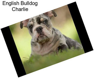 English Bulldog Charlie