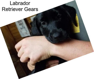Labrador Retriever Gears