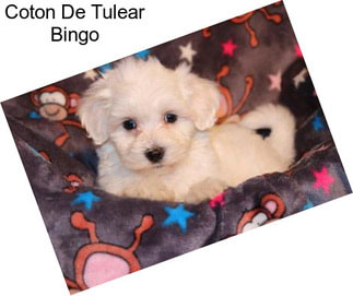 Coton De Tulear Bingo