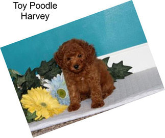 Toy Poodle Harvey