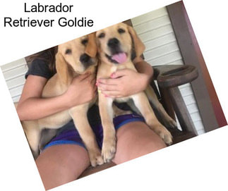 Labrador Retriever Goldie