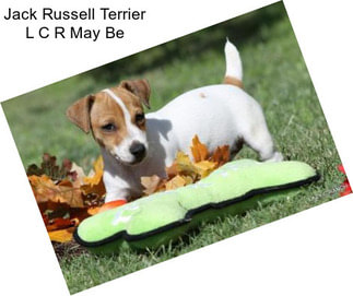Jack Russell Terrier L C R May Be
