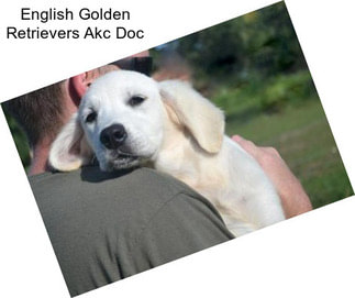 English Golden Retrievers Akc Doc
