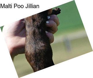 Malti Poo Jillian