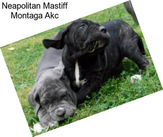 Neapolitan Mastiff Montaga Akc