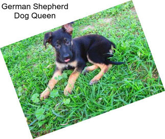 German Shepherd Dog Queen