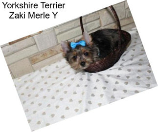 Yorkshire Terrier Zaki Merle Y