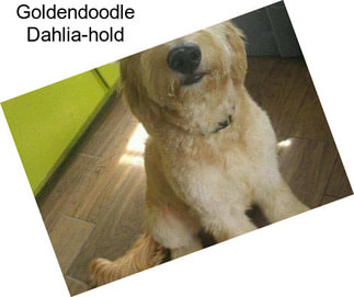 Goldendoodle Dahlia-hold