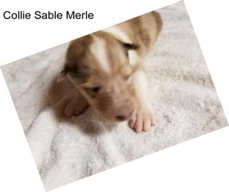 Collie Sable Merle