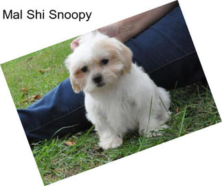 Mal Shi Snoopy