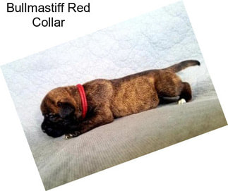 Bullmastiff Red Collar