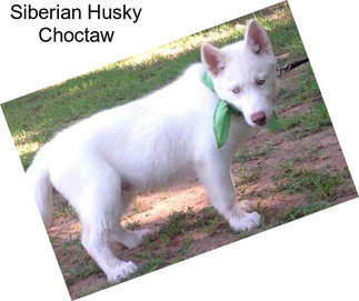 Siberian Husky Choctaw