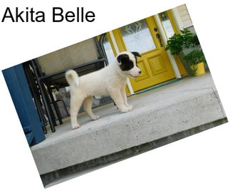 Akita Belle