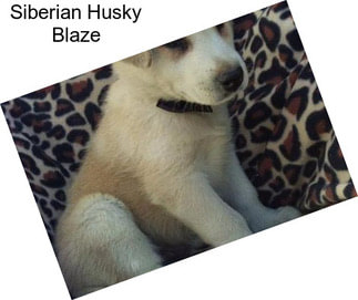 Siberian Husky Blaze