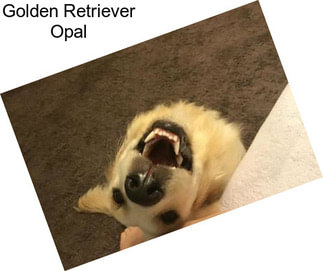 Golden Retriever Opal