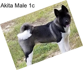 Akita Male 1c