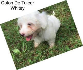 Coton De Tulear Whitey