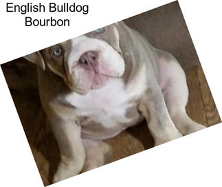 English Bulldog Bourbon