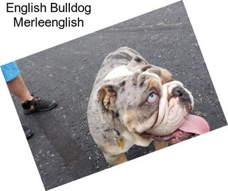 English Bulldog Merleenglish
