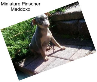 Miniature Pinscher Maddoxx