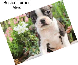 Boston Terrier Alex