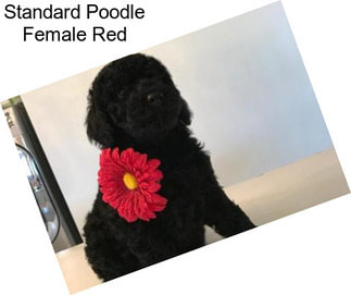 Standard Poodle Female Red