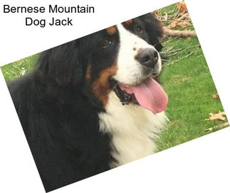 Bernese Mountain Dog Jack