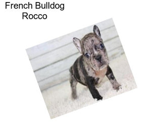 French Bulldog Rocco