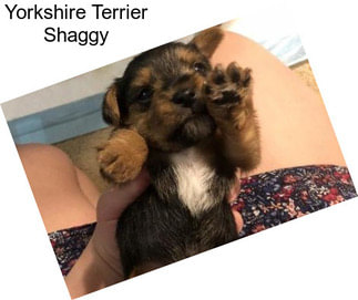 Yorkshire Terrier Shaggy