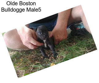 Olde Boston Bulldogge Male5