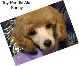 Toy Poodle Akc Sonny