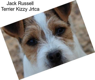 Jack Russell Terrier Kizzy Jrtca