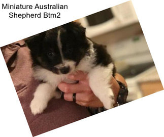 Miniature Australian Shepherd Btm2