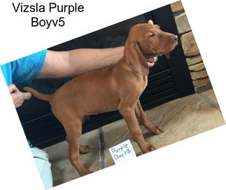 Vizsla Purple Boyv5