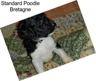 Standard Poodle Bretagne