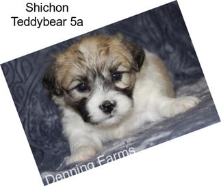 Shichon Teddybear 5a
