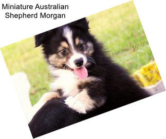 Miniature Australian Shepherd Morgan