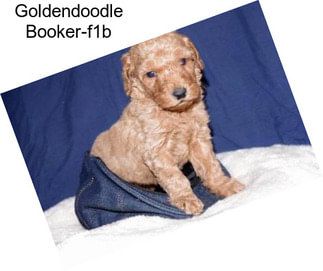 Goldendoodle Booker-f1b
