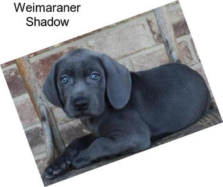 Weimaraner Shadow