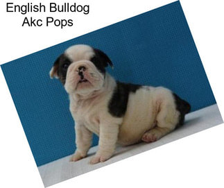 English Bulldog Akc Pops