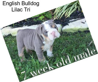 English Bulldog Lilac Tri