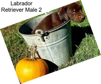 Labrador Retriever Male 2